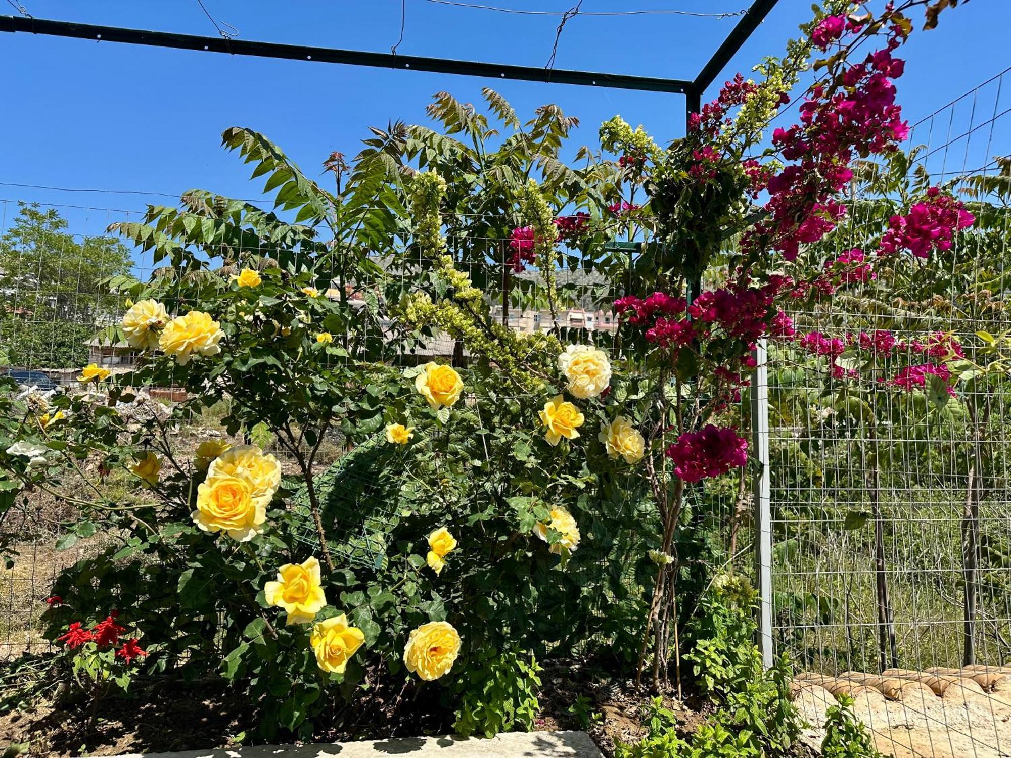 Lidia Apartments סרנדה מראה חיצוני תמונה